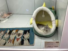-1013 PET SHOP精品宠物商店(丁香店)