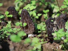 -大富蚝乌东哥饭店·石锅鱼杂·柠檬鸭(革新路店)