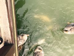 -芭东小镇温泉