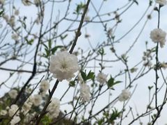 -南国桃园旅游度假区