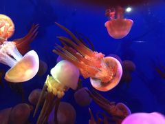 -成都浩海立方海洋公园