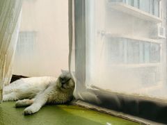 -猫猫幼稚园·撸猫·桌游·电玩