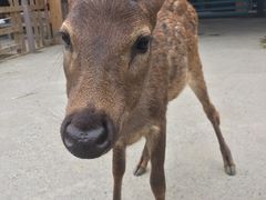 -鹿境梅花鹿生态园区