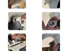 -帕帕拉兹宠物(亚洲旗舰店)