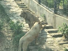 -石家庄市动物园