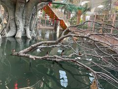 -南宫五洲植物乐园