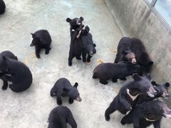 -东方熊牧场