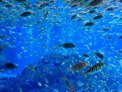 -海合安成都极地海洋公园