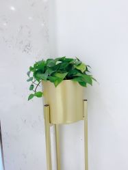 点击看大图 -MIVI野生眉纹绣纹眉