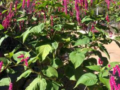 -白草畔自然风景区