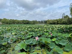 -长春市南湖公园