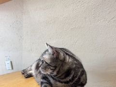 -藏猫猫咖啡主题馆(中央大道店)