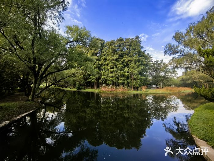 上海共青森林公园图片