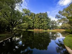 -上海共青森林公园