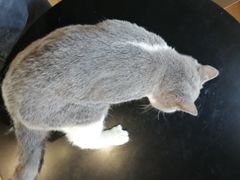 -东方名猫馆·英短金渐层布偶猫舍(环线广场1号楼店)