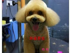 -我爱吾宠宠物美容院(朝阳路店)