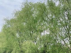 -漕湖湿地公园