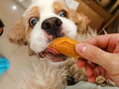 -汪小喵宠物·戴维斯乐芳希施宠馨宝皮毛调理洗护店