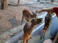 -清迈夜间动物园