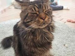 -酷豆宠物咖啡·宠物美食·撸猫馆