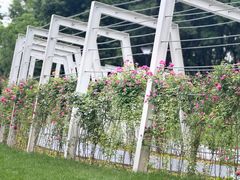 -大望京公园