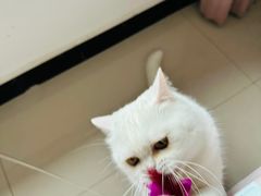 -天使宠物医院·犬猫分诊(彩虹店)