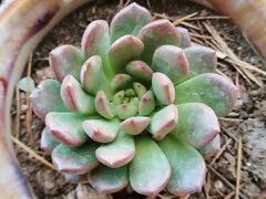 -桂林市花鸟市场