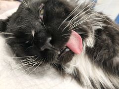 -艾吉宠物医院·疑难杂症转诊中心·猫友好(碧江路院)
