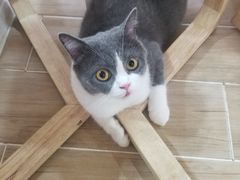 -李小姐の猫咖啡馆(五角场店)