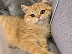 -东方名猫馆·英短金渐层布偶猫舍(环线广场1号楼店)