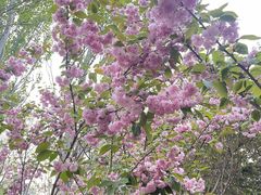 -长白岛森林公园