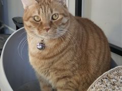 -东方名猫馆·英短金渐层布偶猫舍(环线广场1号楼店)