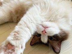 -猫大福·Fortune Cat猫舍(百子湾店)