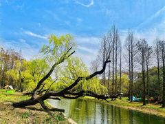 -上海共青森林公园