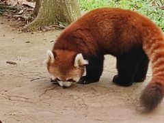 -都江堰中华大熊猫苑