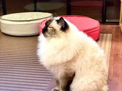 -MOCHA明星猫咖(田子坊店)