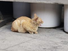 -华林禅寺