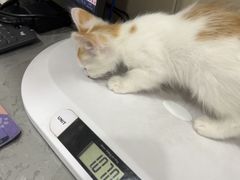 -四月宠物医院·猫专科·心脏专科·内科(转塘店)