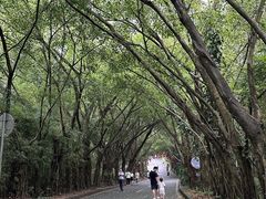 -大屏嶂森林公园