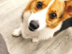 -浣熊柯尔鸭土拨鼠·电玩咖