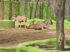 -北京野生动物园