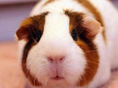 -金板凳重庆小面(邮政街店)