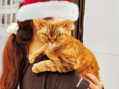 -有喵·猫咖·狗咖·40+猫狗有小奶狗(岗厦店)