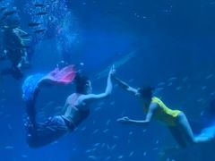 -海合安成都极地海洋公园