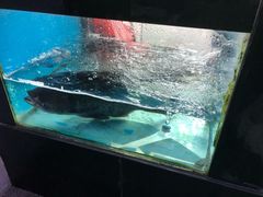 -全乐鱼馆·淳牌有机鱼直营店