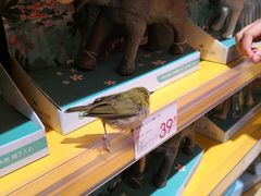 -KKV(深圳宏发大仟里店)