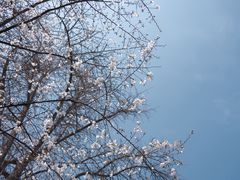 -鸡鸣寺