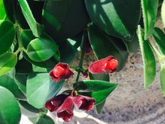 -三旗百汇商品城