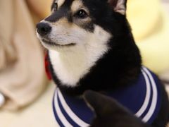 -逗柴咖啡屋·狗咖猫咖宠物桌游