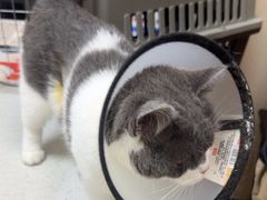 -瑞鹏宠物医院·普外科·影像科·皮肤科(城市山谷分院)